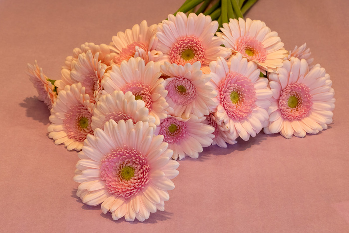 Heimdalblomst